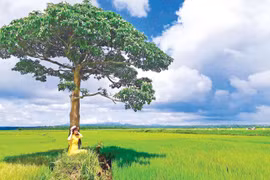 Gió đồng mùa hạ