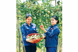 “Giấy thông hành” cho trái cây tươi xuất ngoại