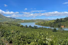 Mô hình “Cà phê cảnh quan” ở xã Đak Krong, huyện Đak Đoa. Ảnh: H.T