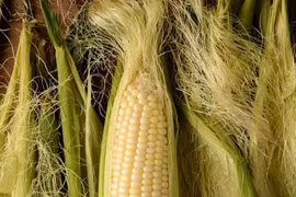 Một thứ của bắp ngô thường bị vứt đi, ai ngờ 'bổ ngang nhân sâm'