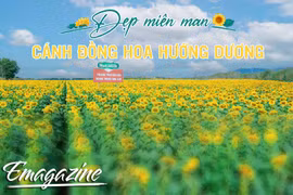 Đẹp miên man cánh đồng hướng dương