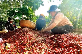 Việt Nam có cà phê đặc sản, giá cao gấp đôi mặt bằng thế giới
