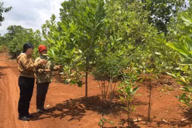 Người dân xã Lơ Pang chia sẻ kinh nghiệm chăm sóc cây trồng. Ảnh: T.N