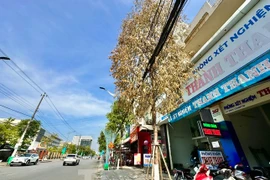 Cây xanh trên phố chết bất thường ở Quảng Ngãi