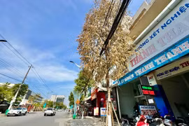 Cây xanh trên phố chết bất thường ở Quảng Ngãi