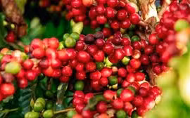 Giá cà phê trong nước giảm 400-500 ngàn đồng/tấn