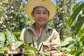 Thủ phủ cà phê vẫn chưa hết lo dù giá tăng đột biến