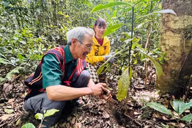 Giữ cây thuốc quý giữa đại ngàn An Toàn