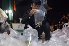 Chợ cá cảnh 'âm phủ' ở TP.HCM: Phiên chợ của phận đời mưu sinh