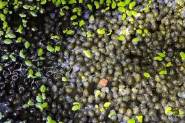 Khởi nghiệp từ 10 triệu đồng, chàng trai thu lãi lớn với ốc bươu đen