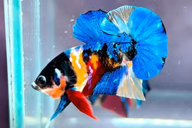 Từ số vốn 5 triệu đồng, chàng trai nuôi cá betta thu lãi hơn 20 triệu đồng/tháng
