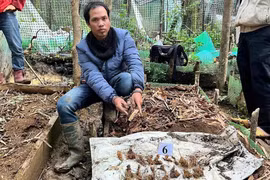 Liên tiếp bắt giữ những kẻ trộm sâm Ngọc Linh