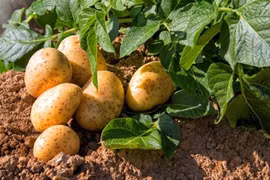 11 thực phẩm tưởng tốt nhưng người bệnh thận cần tránh xa