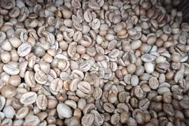 Giá cà phê hôm nay 13-5: Đột ngột lao dốc