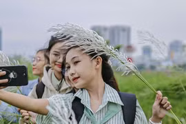 Nô nức check-in cánh đồng cỏ lau trắng đẹp mê mẩn