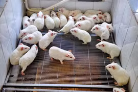 Nhật Bản cấy ghép thành công mô thận cho thai nhi chuột