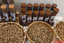 Giá cà phê hôm nay 21-5: Lại giảm, doanh nghiệp xuất khẩu ồ ạt