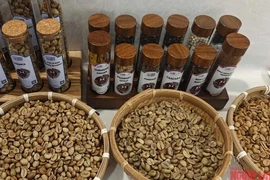 Giá cà phê hôm nay 21-5: Lại giảm, doanh nghiệp xuất khẩu ồ ạt