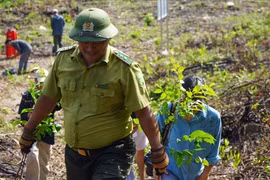 'Vá' rừng bằng cây gỗ lớn