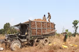 Mì mất mùa, rớt giá khiến nhiều hộ dân bị thua lỗ. Ảnh: N.D