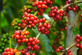 Giá cà phê hôm nay (4-10) tại tỉnh Gia Lai ở mức 116.200 đồng/kg