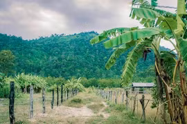 Thực hư vùng nguyên liệu kẹo Kera của Quang Linh Vlogs và Hằng Du Mục ở Đắk Lắk