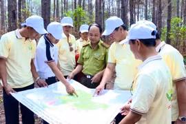 Công ty cổ phần Tập đoàn Ecotree tiến hành khảo sát và lập đề án tín chỉ carbon rừng trồng trên địa bàn tỉnh. Ảnh: M.P