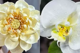 Chàng trai nặn hoa từ kem tươi, dân mạng 'không tin được' vì nhìn như thật