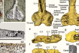 Hiện ra sau 400 triệu năm, 'quái vật nhiều chân dung' gây bối rối