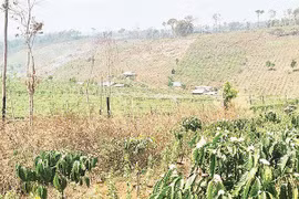 Đắk Nông chủ động đáp ứng quy định chống phá rừng của Liên minh châu Âu