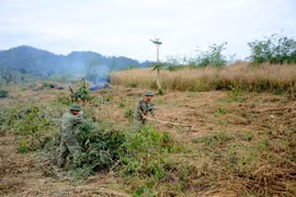 Khôi phục rừng thông cảnh quan ven đường Hồ Chí Minh và Quốc lộ 28