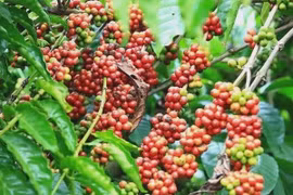 Ảnh minh họa. Nguồn: Internet