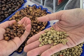 Giá cà phê hôm nay 19-5: Tuần mới giá ra sao?
