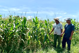 Ông Nay Tim (bìa phải, làng Plei Rngôl, xã Ia Trốk, huyện Ia Pa) có nguồn thu ổn định nhờ trồng bắp sinh khối. Ảnh: H.T