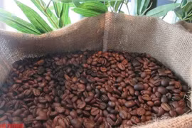 Giá cà phê hôm nay 12-1: Nhiều diễn biến khó hiểu!