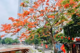 Hoa bằng lăng, phượng vĩ nở rộ khắp phố phường Hà Nội