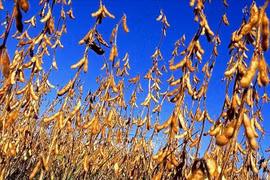 Trung Quốc đình chỉ giấy phép nhập khẩu đậu nành và gỗ từ Mỹ