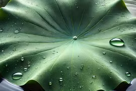 Tác dụng an thần, hỗ trợ trị mất ngủ của lá sen, lá vông