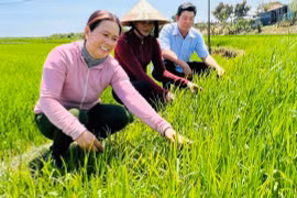 Chị Siu H’Minh (bìa trái, làng Plei Ring Đáp, xã Ayun Hạ) thăm ruộng lúa của gia đình. Ảnh: Đ.Y