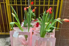 Hoa tulip trồng chậu gây sốt dịp Lễ Tình nhân năm nay