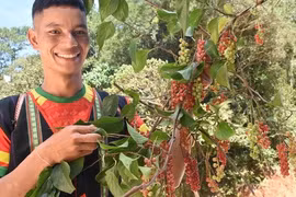 Người Xê Đăng lên núi hái 'ngọc trời'