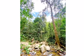 Tan biến giữa rừng