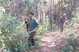 Người dân nhận khoán bảo vệ rừng (thuộc Ban Quản lý rừng phòng hộ Đông Bắc Chư Păh) phát dọn thực bì. Ảnh: N.D