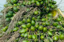 Hạt cau có tác dụng làm thuốc chữa bệnh như thế nào?