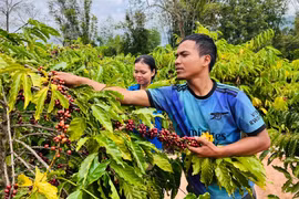 Hái cà phê gây quỹ Đoàn
