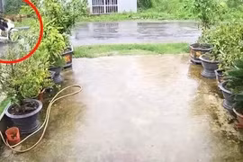 Cây phượng ngã đổ làm dứt dây điện, khiến 2 người bị điện giật tử vong