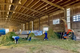 Công nhân Công ty 74 vận hành máy băm trộn cỏ làm thức ăn cho bò. Ảnh: T.S