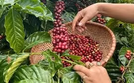 Ảnh minh họa. Nguồn: Internet