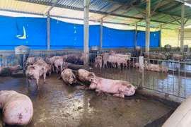 Cần xử lý các cơ sở chăn nuôi gây ô nhiễm