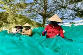 Những nụ cười mặn mùi biển tại cảng Hòn Rớ